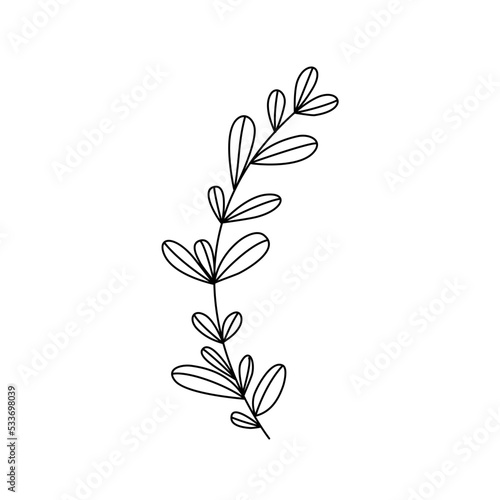 leaves lineart foliage botanical illustration