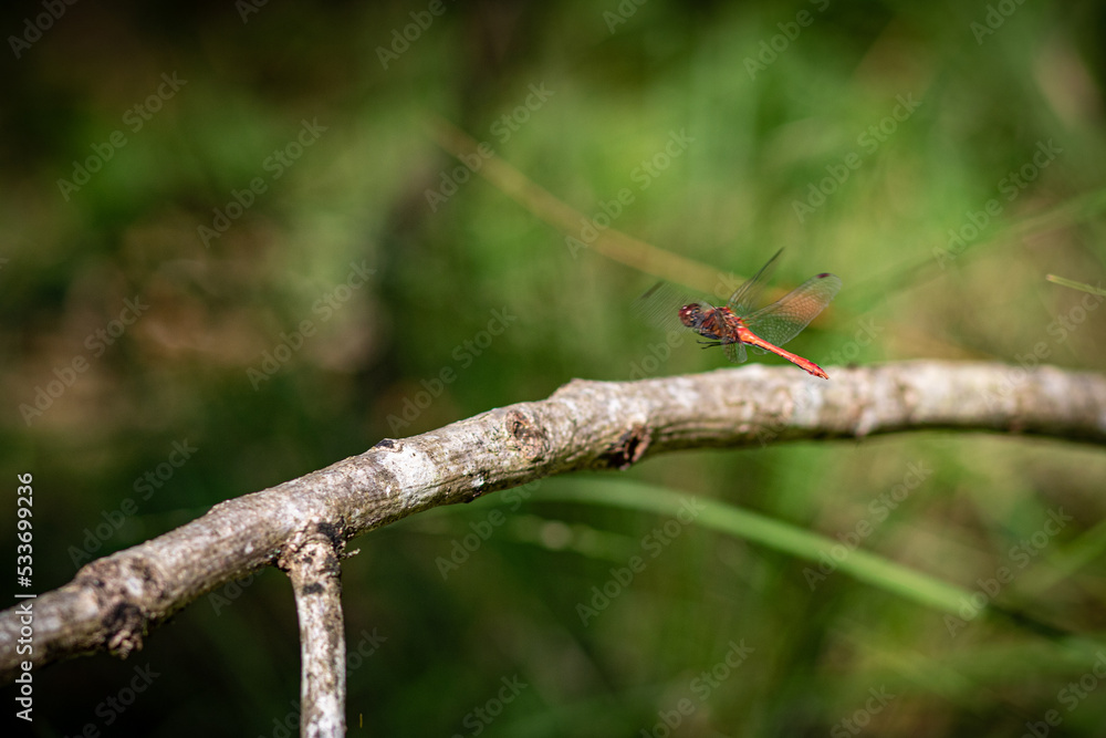 red dragonfly on a branch red dragonfly on a branch