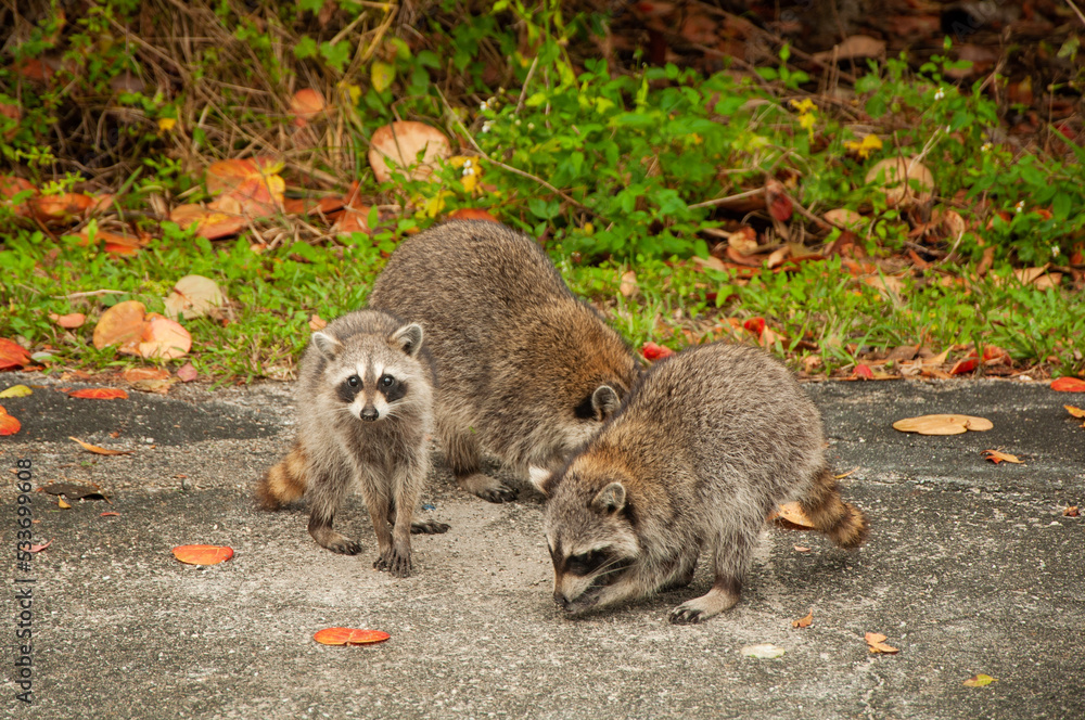 Naklejka premium Group of raccoons on asfalt