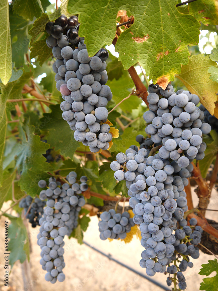 Fototapeta premium Grapes on the vine