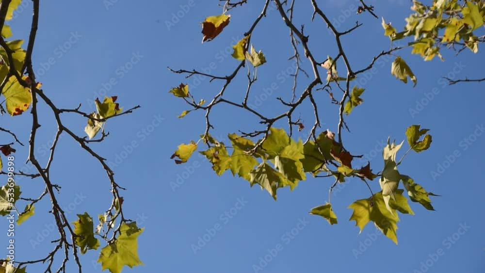 Nature background with branches and leaves of London plane Nature background with branches and leaves of London plane