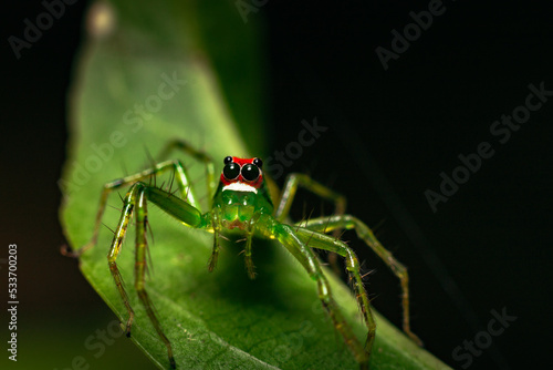 green and red jumping spider on a leaf