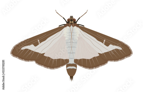 Adult of the box tree moth (Cydalima perspectalis) Butterfly pattern