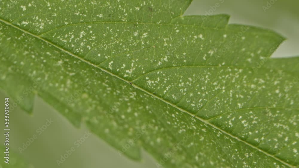 Red mites suck the sap from under the leaves, causing white spots on