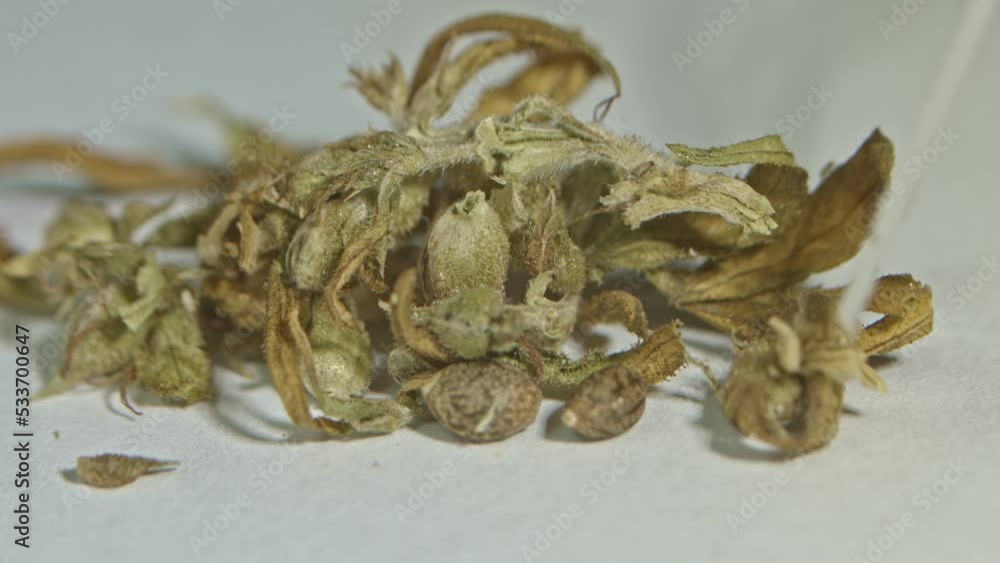 close up Details of dry marijuana flowers..Sativa hemp bushes. Growing CBD Cannabis.. Healthcare with medical cannabis..Weed cultivation. Marijuana plant. Cannabis medicine leaf. close up Details of dry marijuana flowers..Sativa hemp bushes. Growing CBD Cannabis.. Healthcare with medical cannabis..Weed cultivation. Marijuana plant. Cannabis medicine leaf.
