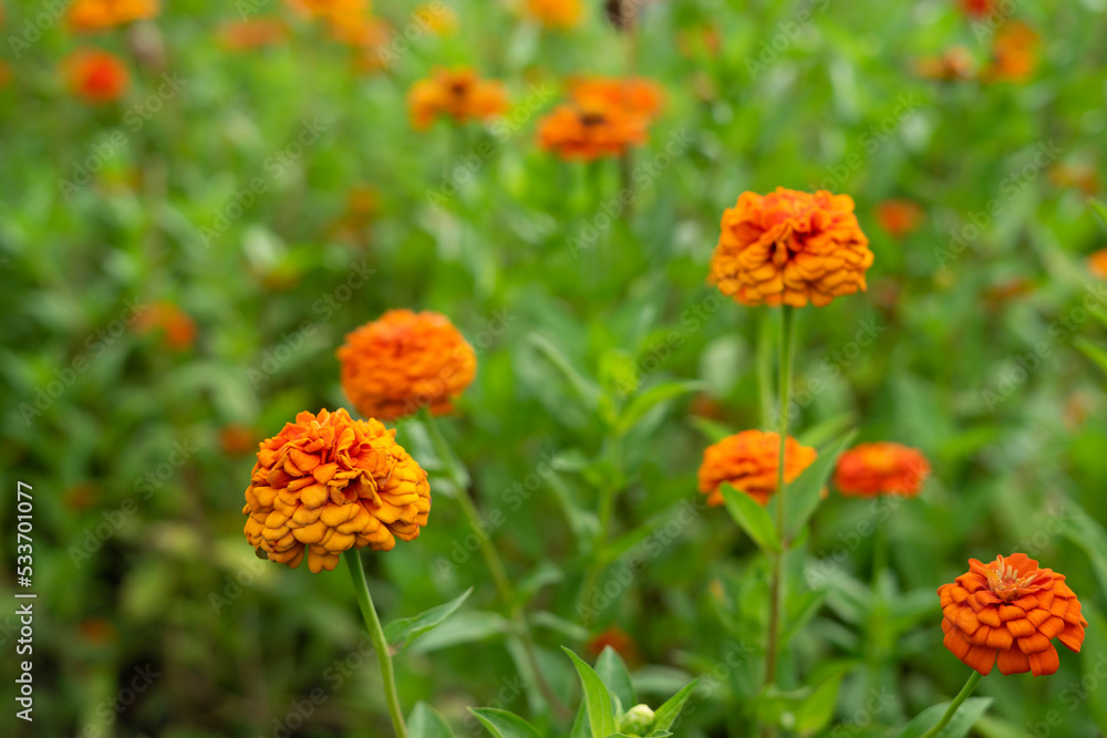 vibrant zinnia flowers blooming in the garden, soft focus