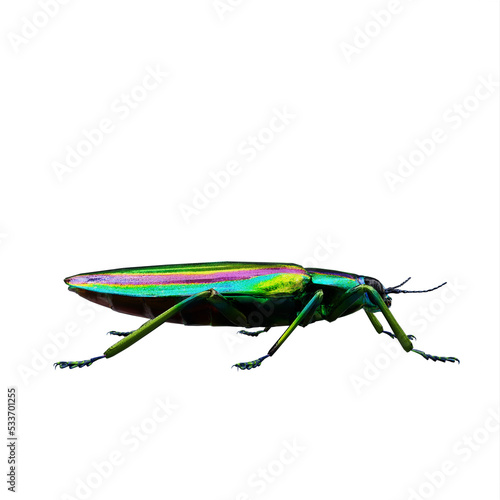 Chrysochroa fulgidissima jewel beetle