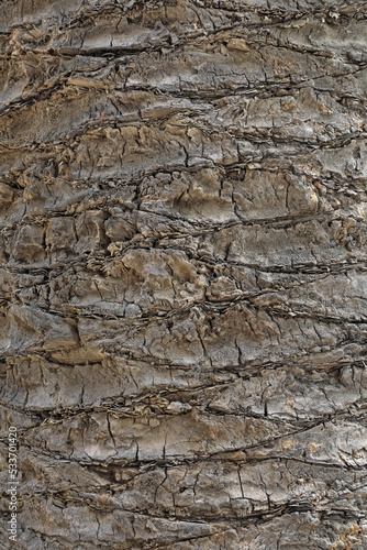 tronco corteza palmera textura madera almería 4M0A1322-as22