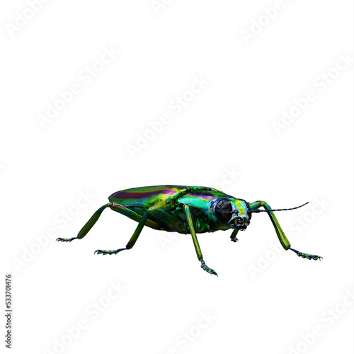 Chrysochroa fulgidissima jewel beetle © onay