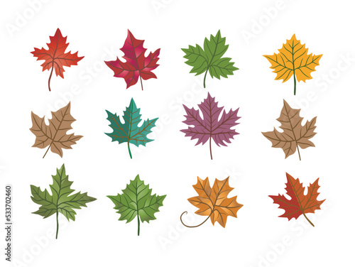 various types of maple leaves. colorful leaves.