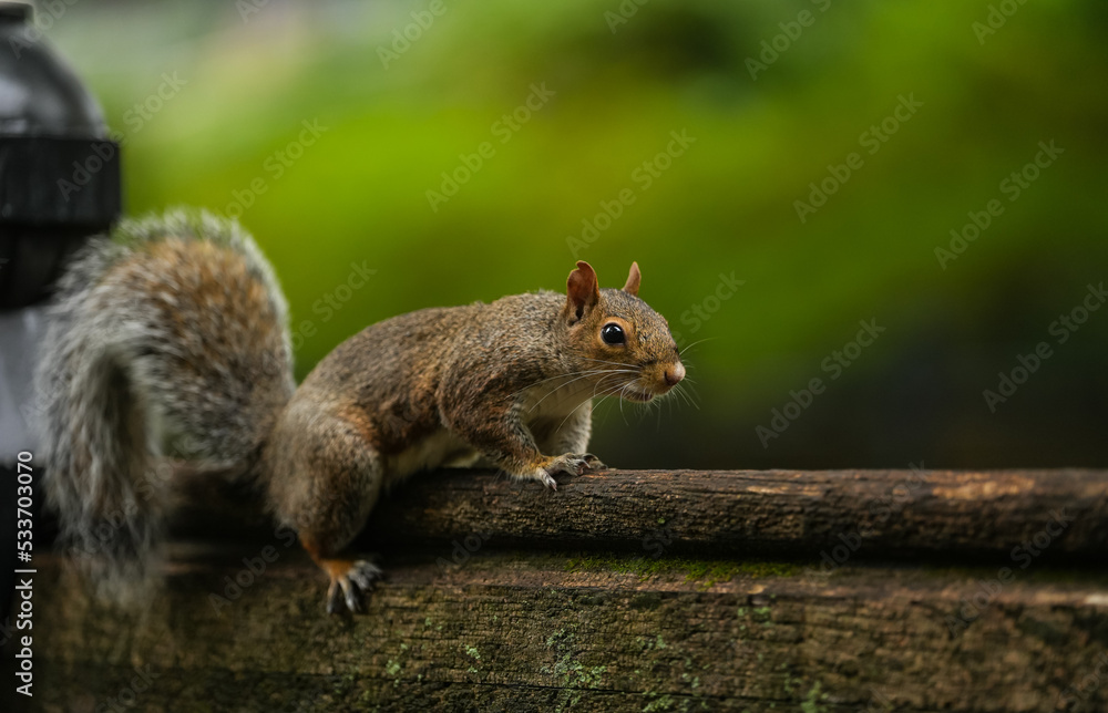 Squirrel standing on a bench in a park. Wildlife forest mammal animal photography. Squirrel standing on a bench in a park. Wildlife forest mammal animal photography.