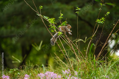 Squirrel standing and eating from a small tree with tiny branches. Wildlife mammal animals photography in the forest.