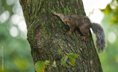 A squirrel hanged by a tree and playing on its bark. Wildlife mammal animals in the park or forest.