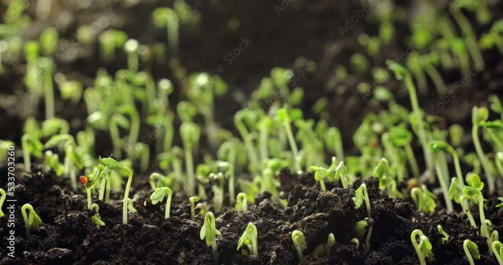 Timelapse of the appearance of a new plant that sprouted from the ground. Gardening and botany. The change of day and night in nature. High quality 4k footage Timelapse of the appearance of a new plant that sprouted from the ground. Gardening and botany. The change of day and night in nature. High quality 4k footage