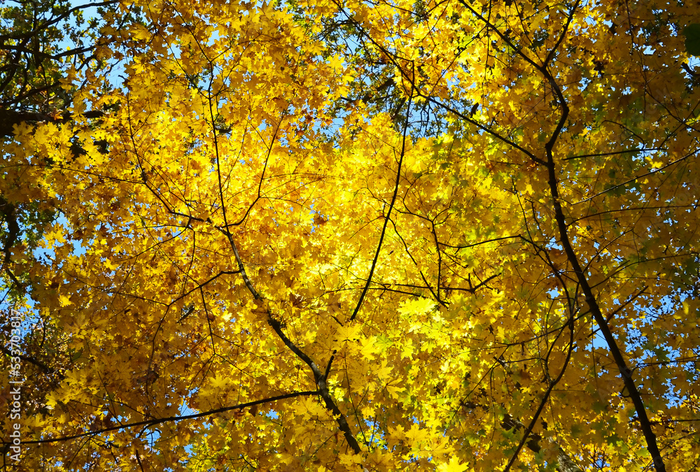 Yellow maple leaves in the autumn forest as a background. Autumnal holidays concept. Selective focus. Yellow maple leaves in the autumn forest as a background. Autumnal holidays concept. Selective focus.