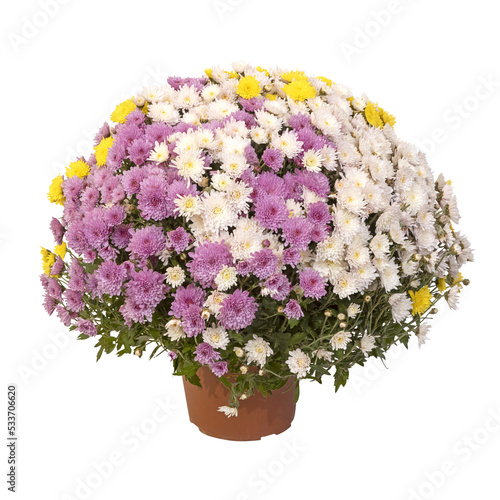 Chrysanthème multicolor en pot