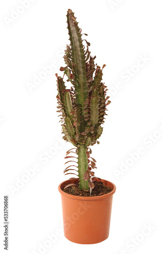Euphorbia dendroides 