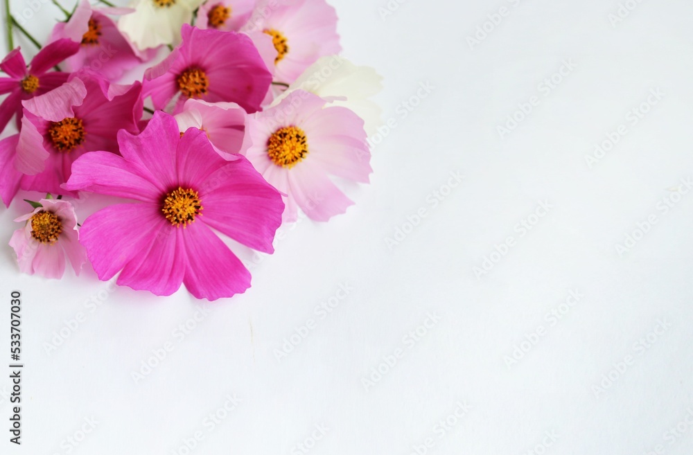 Bouquet of pink flowers on a white background. Festive flower arrangement. Background for a greeting card.