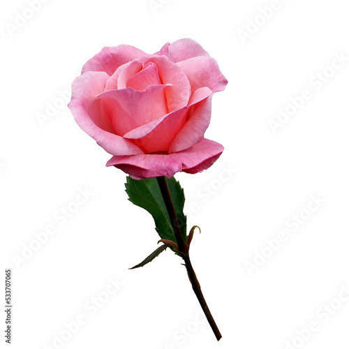 PNG Pink Rose Isolated on transparent Background for Greeting Card Mother Day Valentine