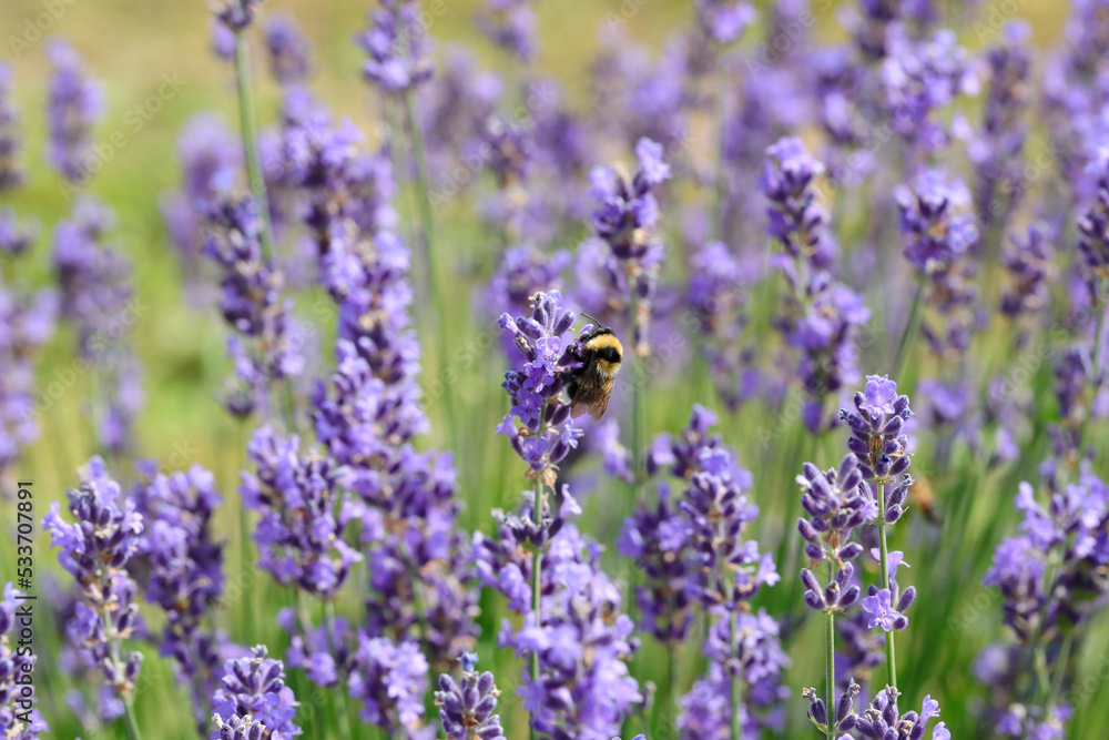 Fototapeta premium Big insect pollinator Bumblebee sucking from fragrant lavender flowers