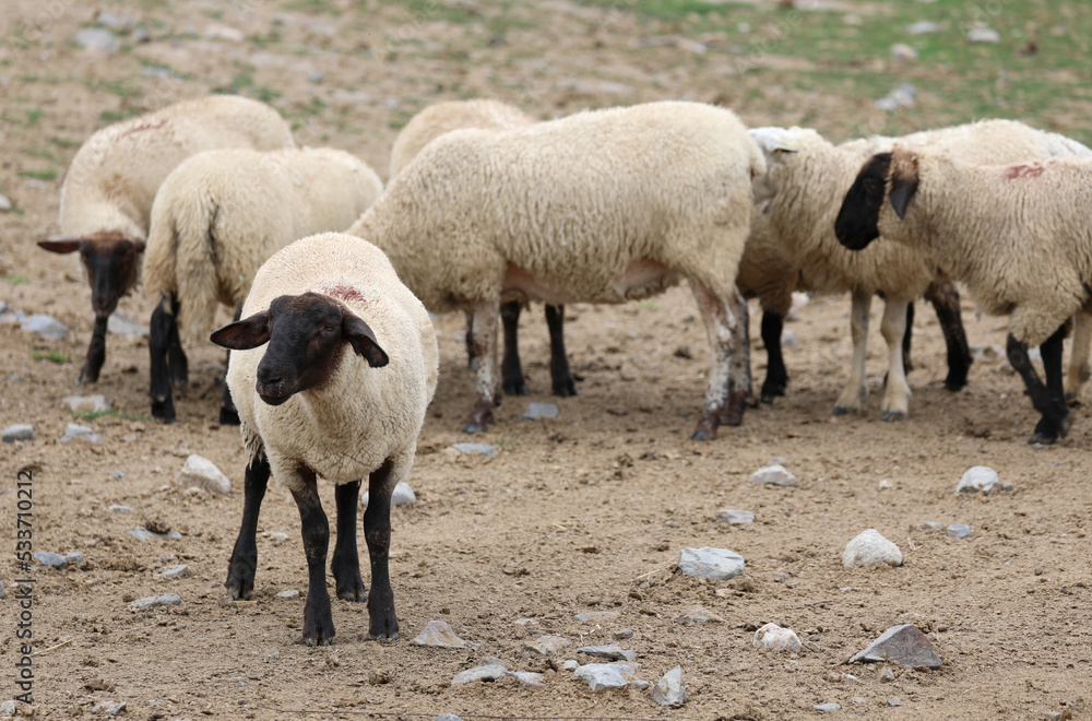grazing suffolk sheep with black head and legs in Europe grazing suffolk sheep with black head and legs in Europe