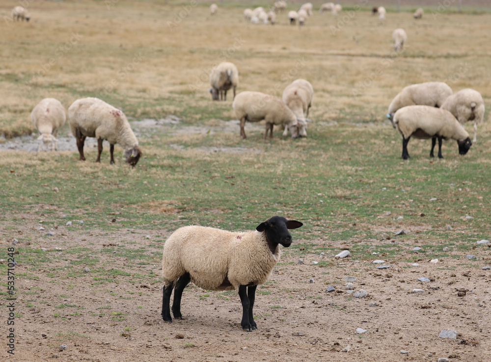 grazing suffolk sheep with black head and legs in Europe grazing suffolk sheep with black head and legs in Europe
