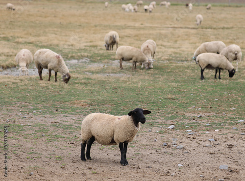 grazing suffolk sheep with black head and legs in Europe
