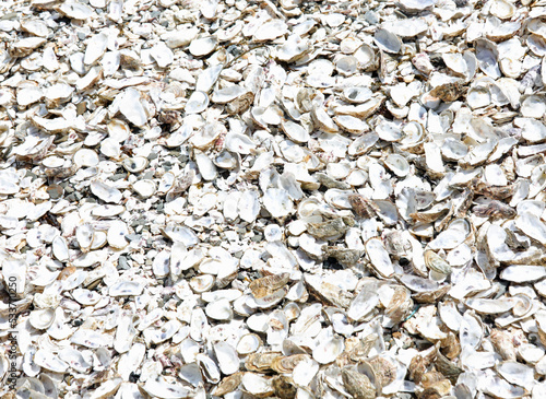 oyster shells thrown by tourists on the beach after eating them in the Cancale country in France