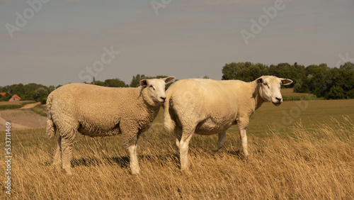 Two dyke sheep standing upright on the dyke look at the photographer