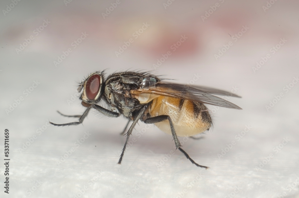 Big black fly with red eyes. Macro shot
Big black fly with red eyes. Macro shot