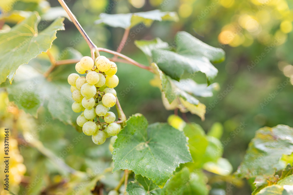 Green grape growing on the grape vines. Close up of ripe grapes hanging on branch. Hanging grapes. Grape farming. Wine making concept. Green grape growing on the grape vines. Close up of ripe grapes hanging on branch. Hanging grapes. Grape farming. Wine making concept.