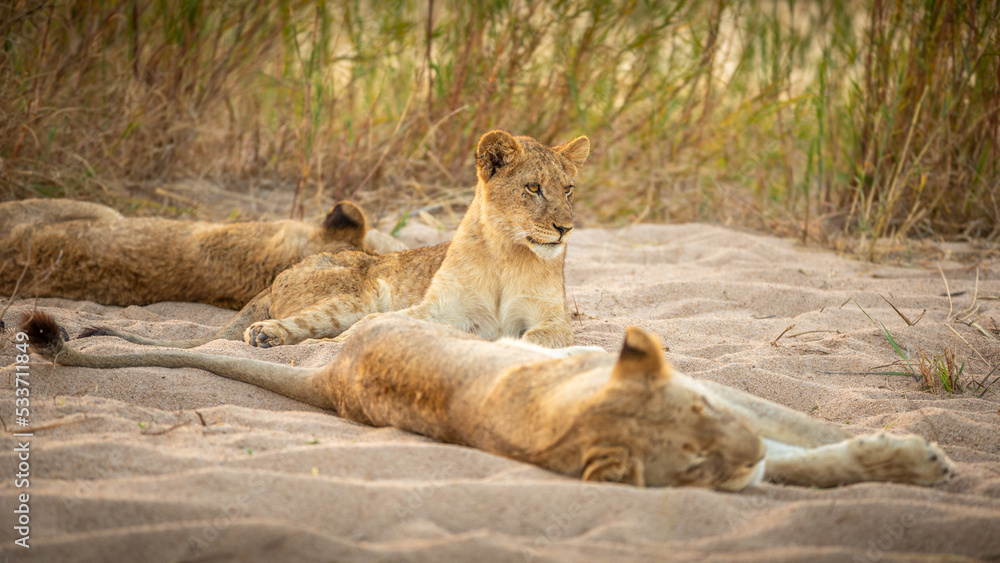 Young lion cubs ( Panthera Leo) relaxing, Sabi Sands Game Reserve, South Africa. Young lion cubs ( Panthera Leo) relaxing, Sabi Sands Game Reserve, South Africa.