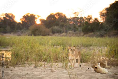 A lion pride ( Panthera Leo) resting near a river, Sabi Sands Game Reserve, South Africa. photo