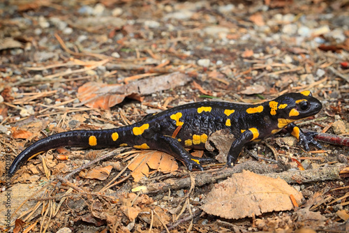 Salamandre tachetée