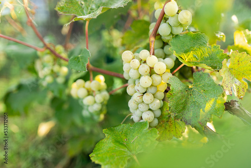 Wallpaper Mural Green grape growing on the grape vines. Close up of ripe grapes hanging on branch. Hanging grapes. Grape farming. Wine making concept. Torontodigital.ca