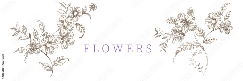 flowers illustration flowers illustration