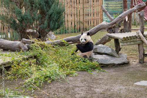 Qinling panda (Ailuropoda melanoleuca qinlingensis) eating bamboo leaves.