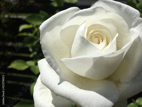 white rose closeup