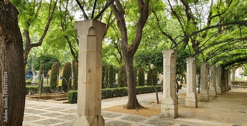 trees in the park of Palma of Maiorca 