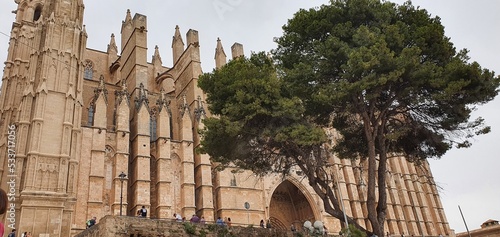 tree in the Palma of Maiorca 