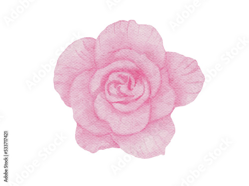 Pink Flowers Watercolor