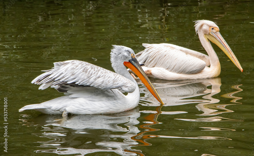 The Dalmatian pelican (Pelecanus crispus) with The great white pelican (Pelecanus onocrotalus) swim on the water The Dalmatian pelican (Pelecanus crispus) with The great white pelican (Pelecanus onocrotalus) swim on the water