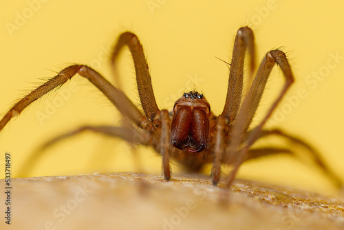The big house spider Tegenaria domestica
