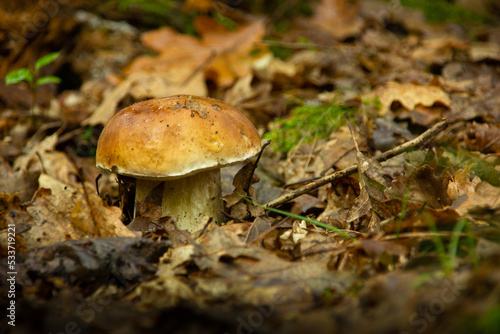 Closeup shot of edible mushroom boletus edulis known as penny bun in forest.
