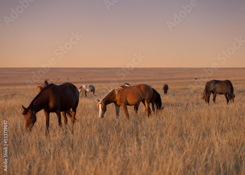 Herd of horses grazing in evening pasture © BSANI