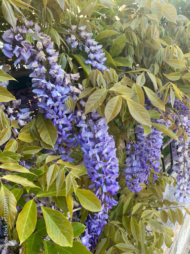 Wall of small purple flowers photo