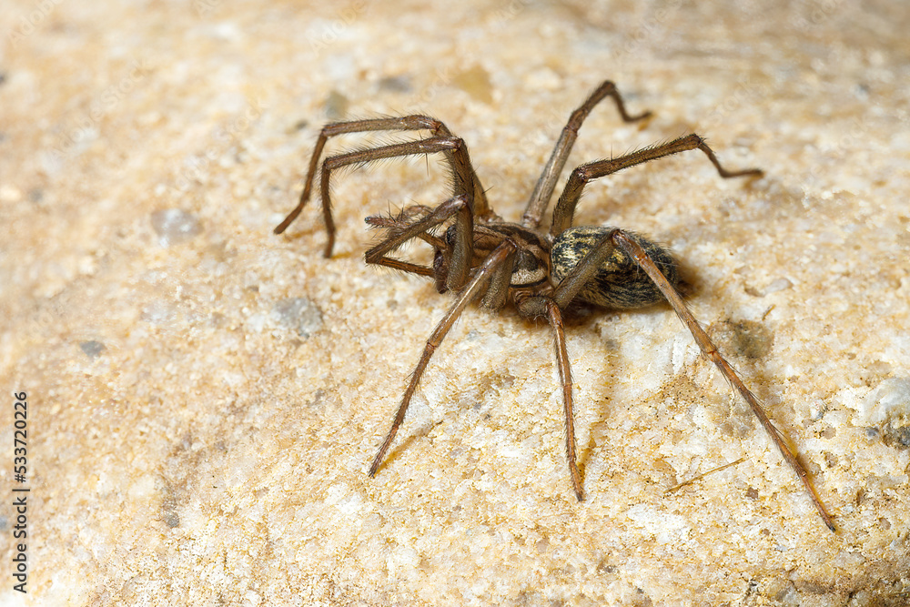 The big house spider Tegenaria domestica The big house spider Tegenaria domestica