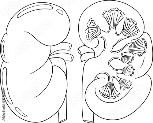 Anatomical human kidneys vector line icon. Hand drawn internal