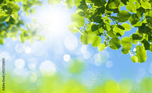 Tree branch with leaves in front of blue sunny sky
