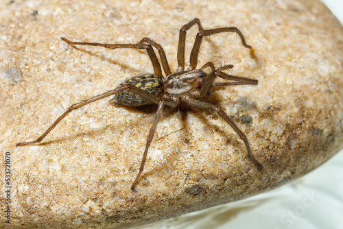 The big house spider Tegenaria domestica photo